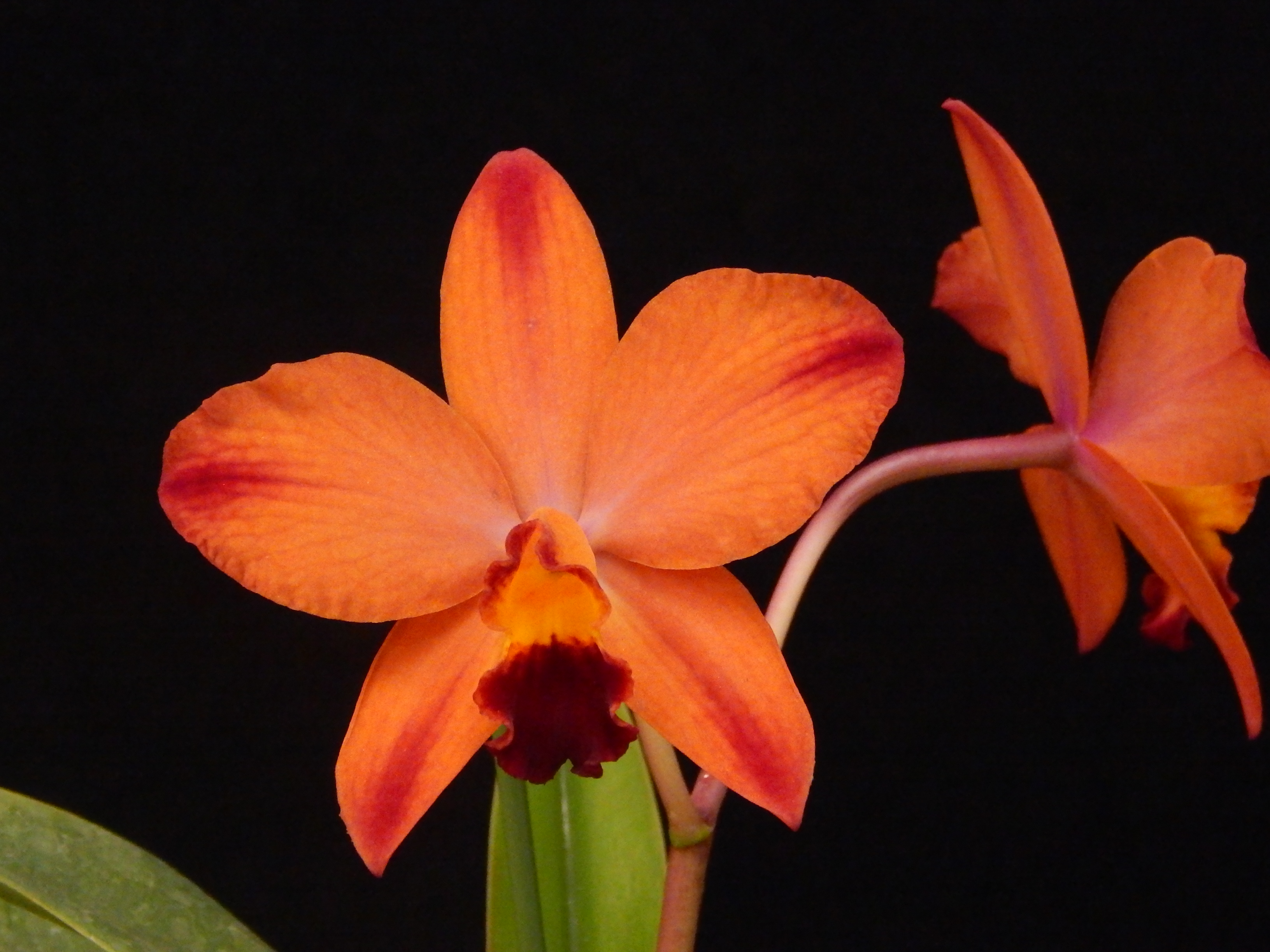 Venice Area Orchid Society – Annual Orchid Show Feb 2 – 3, 2019